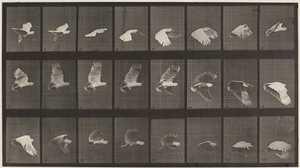 Cockatoo Flying, 1887 by Eadweard Muybridge