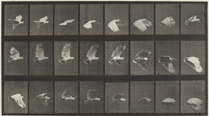Cockatoo Flying by Eadweard Muybridge