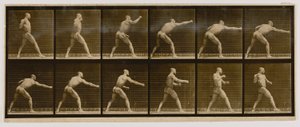 Pugilist Striking a Blow, from the book Animal Locomotion by Eadweard Muybridge
