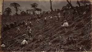 Setting Out a Coffee Plantation at Antigua de Guatemala, 1875, published 1877 by Eadweard Muybridge