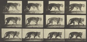 Tiger Walking, Plate 729 from Animal Locomotion