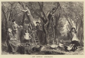 An Apple Orchard (engraving) by Ebenezer Newman Downard