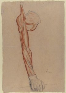 Écorché: Right Arm and Shoulder Blade with Right Hand Intact by Edgar Degas