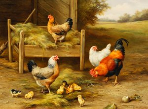 Chickens and Chicks Feeding by Edgar Hunt