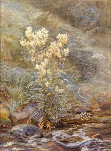 Meadowsweet beside a Burn, Invernesshire