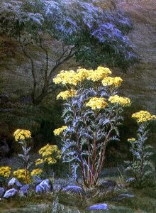 Ragwort on a Bank