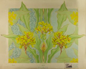Indian Shot Lily