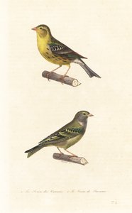 Atlantic Canary and European Serin