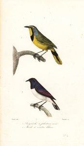 Bokmakierie and Violet-Backed Starling