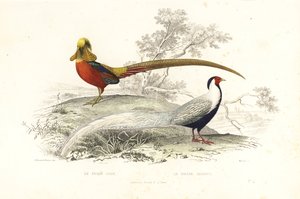 Golden pheasant and silver pheasant