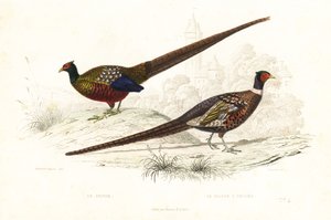 Green pheasant and common pheasant