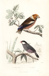 Hawfinch and Java sparrow