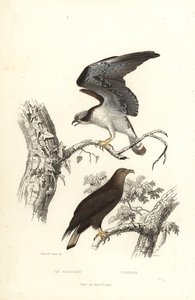 Osprey and white-tailed eagle
