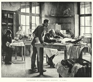 Laboratory of comparative anatomy by Edouard Gelhay