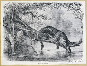 Jaguar watching his prey on a tree trunk above the water - engraving 19th century by Edouard Riou