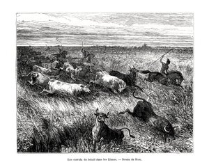 Livestock, Los Llanos, Venezuela