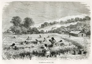 Picking the coca leaves in the Ituata Valley, drawing by E.Riou, to illustrate the journey in the Titicaca region and the valleys of the east of Lower Peru, in 1873 by Paul Marcoy. Engraving in Le tour du monde