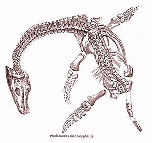 Plesiosaurus Macrocephalus by Edouard Riou