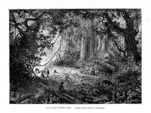 Rainforest in British Honduras