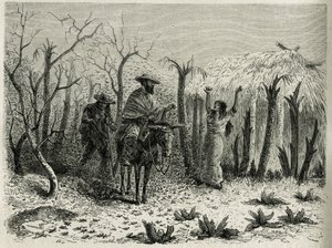 The Clouds of Grasshoppers of the Upper Patia Valley (engraving by Riou, to illustrate the story 