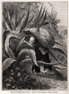 The collection of pulque, a traditional Aztec drink, illustration for 