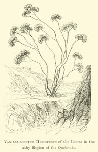 Vanilla-scented Heliotrope of the Lomas in the Ashy Region of the Quebrada by Edouard Riou