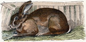 Domestic Rabbit - Alphabet Illustrates Animals by Edouard Travies