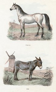 Horse and Donkey - Alphabet Illustrates Animals by Edouard Travies