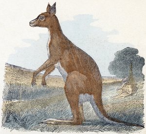 Kangaroo - Alphabet Illustrates Animals