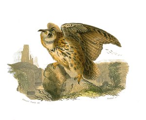 Natural History Board: Zoological Board Depicting Birds of Prey Daytime. The Grand Duke