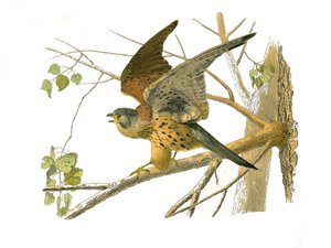 Natural History Board: Zoological board representing birds of prey at night. The cress. Plate drawn from the nine volumes on birds in 