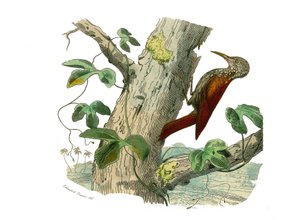 Natural History Board: Zoological Board Representing Climbers. The Climbing Peak. Plate Drawn from the Nine Volumes on Birds in Works Complete of Buffon Written by Naturalist Georges Louis Leclerc, Count of Buffon (1707-1788) Between 1749 and 1785 by Edouard Travies