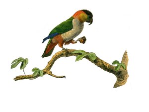 Natural History Board: Zoological Board Representing Climbers. The Maipouri. Plate drawn from the nine volumes on birds in 
