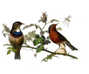 Natural History Plate: Zoological Board Representing Dentirostrous Passerines by Edouard Travies