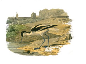 Zoological Board Representing Longirostrous Waders by Edouard Travies