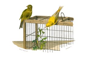 Natural history board: Zoological board representing conirostrous passerines (conical beak). The Canary Islands. Plate drawn from the nine volumes on birds in 