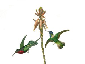 Natural history board: Zoological board representing conirostrous passerines (conical beak). Garnet hummingbird and Jacobine fly bird. Plate drawn from the nine volumes on birds in 