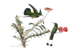 Natural history board: Zoological board representing conirostrous passerines (conical beak). The hoopoly fly bird and the snowshoe fly bird. Plate drawn from the nine volumes on birds in 