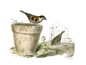 Natural History Board: Zoological Board Representing Conirostrous Passerines (Conical Beak). The Sparrows (Sparrow). Plate Drawn from the Nine Volumes on Birds in Works Complete of Buffon Written by Naturalist Georges Louis Leclerc, Count of Buffon