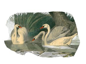 Natural History Board: Zoological Board Representing Lamellirostrous Palmipedes