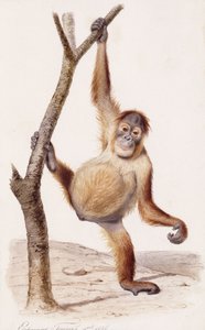 Orangutan, 1836 by Edouard Travies