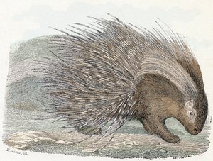 Porcupine - Alphabet Illustrates Animals