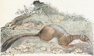 Snoopy - Alphabet Illustrates Animals 19th Century