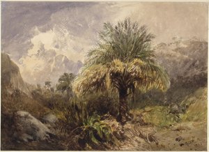 Palms in the Mountains
