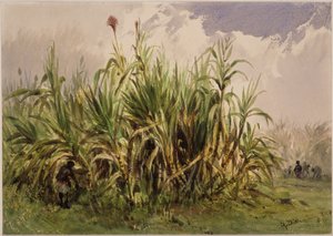 Sugarcane Plantation