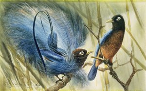 Blue-bird of Paradise, 1909