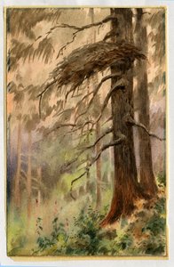 Goshawks nest, 1898-99 by Edward Adrian Wilson