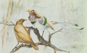 King Bird of Paradise, 1909