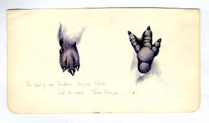 Two studies of the foot of an emperor penguin chick, 1901-04