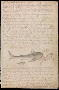 The true picture of a shark by Edward Barlow